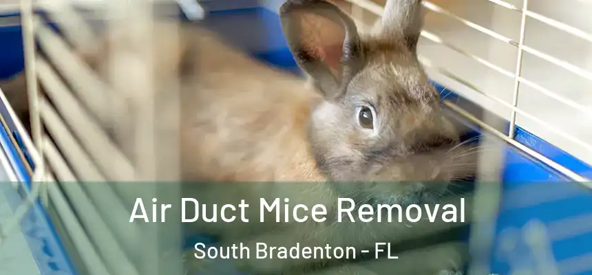 Air Duct Mice Removal South Bradenton - FL